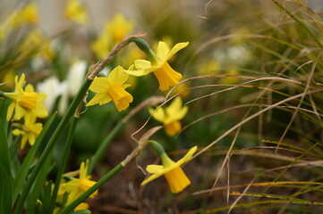 Yellow daffodils blooming outdoors in soft natural light. Fresh spring flowers with a gentle bokeh background, symbolizing renewal, nature, and seasonal beauty.
