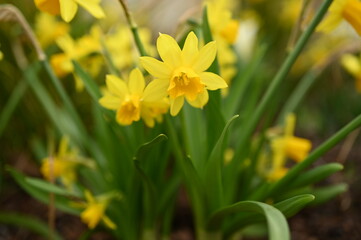 Yellow daffodils blooming outdoors in soft natural light. Fresh spring flowers with a gentle bokeh background, symbolizing renewal, nature, and seasonal beauty.