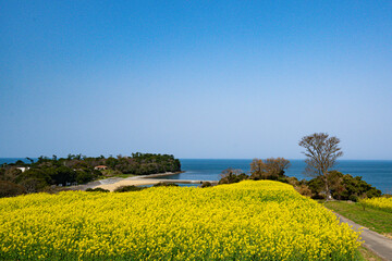 長崎鼻の菜の花