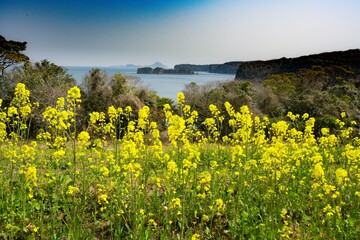 長崎鼻の菜の花