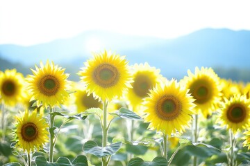 Obraz premium Vibrant sunflowers bask in sunlight, a breathtaking summer field of yellow blossoms against a soft blue mountain backdrop.