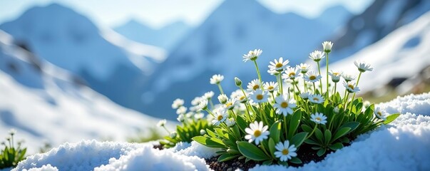Saxifraga plants with delicate white flowers blooming in a snow-covered alpine landscape,  plants, Saxifraga