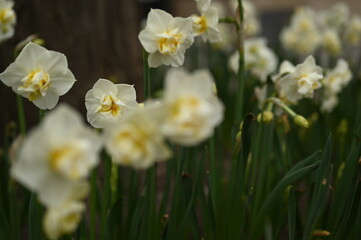 Obraz premium White narcissus flowers with yellow centers in spring garden. Close-up of blooming daffodils on a blurred natural background