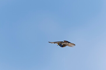 Bluethroat Luscinia svevica in Normandie, France