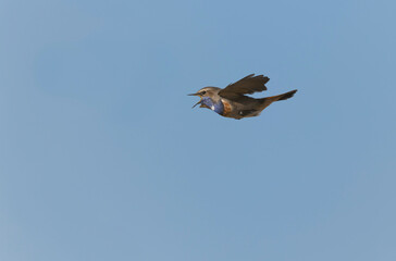 Bluethroat Luscinia svevica in Normandie, France