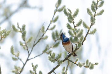 Bluethroat Luscinia svevica in Normandie, France