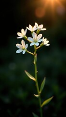 Sunlit white Calytrix tetragona flowers shining against a dark backdrop,  floral,  petals