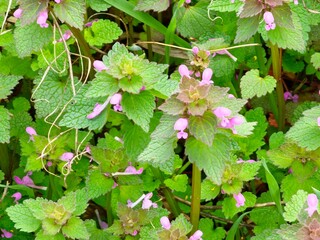 Closeup of wild blue purple Lamium purpureum, dead-nettle, invasive shade weed flowers growing in a field with leaves