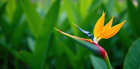 Vibrant and exotic Bird of Paradise flower against a lush green background,  garden,  petal