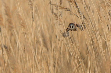 Obraz premium Bearded Tit Panurus biarmicus sitting on reed in Normandie, France