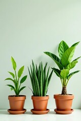 Three potted plants of varying sizes and shapes in a row, including a palm tree, all in shades of green and brown,  garden,  foliage
