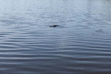Naklejka premium An alligator glides through the reflective waters of a lake at Middleton Place, a historic plantation in Charleston, South Carolina.