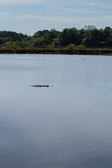 An alligator glides through the reflective waters of a lake at Middleton Place, a historic plantation in Charleston, South Carolina.