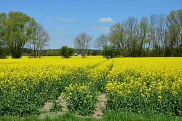 Rapsfeld, Blüte, baum, Horizont, Himmel, Natur