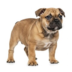 Fototapeta premium Cachorrinhos bebês