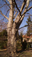 Fototapeta premium Baum, Park, städtisch, Natur, Frühling
