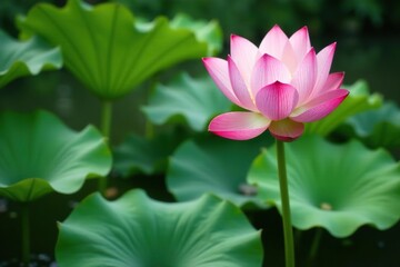 Selective focus on beautiful pink and white lotus flowers in a natural pond with green plants,  tranquil,  lush