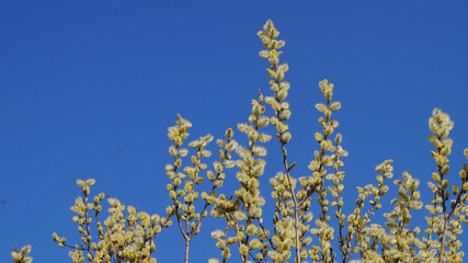 Weidenkätzchen, Baum, Natur, Himmel