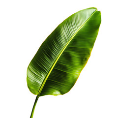 Fototapeta premium Vibrant green banana leaf with glossy texture for a minimalist botanical photography composition