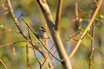 Common Firecrest Regulus ignicapilla singing or perching in Central France