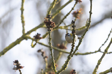 Common Firecrest Regulus ignicapilla singing or perching in Central France