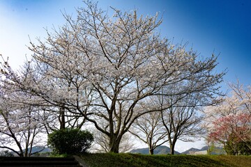 桜つつみ公園の桜