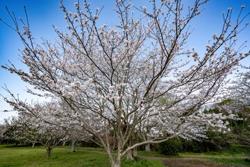 Obraz premium 桜つつみ公園の桜