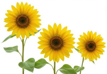 Obraz premium Tree silhouette with spreading branches and green leaves on white background