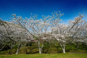 桜つつみ公園の桜