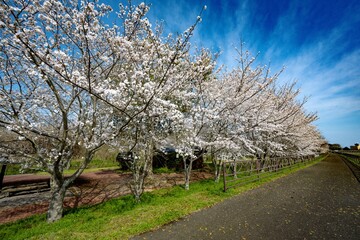 桜つつみ公園の桜