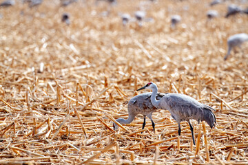 Adult sandhill crane pair in field