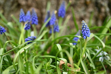 blue flowers of Muscari Armeniacum close up as a background, macro blue flowers of spring onion plants	
