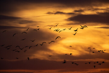 Silhouette of flying cranes