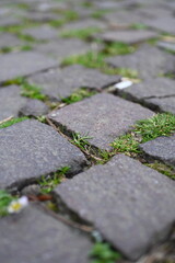 Old cobblestone pavement with green grass growing between stones. Irregular gray stones form a vintage walkway texture. Perfect for background or design projects with urban, historical or natural them