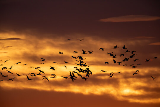 Sandhill Crane migration at sunset