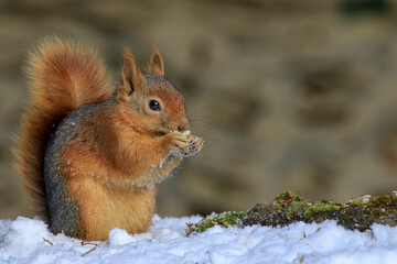 cute squirrel eating nut in nature