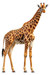 Naklejka premium Giraffe standing tall on a transparent background showcasing its unique pattern and grace Generative AI