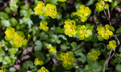 Chrysosplenium alternifolium in bloom, macro photo of yellow green flowers
