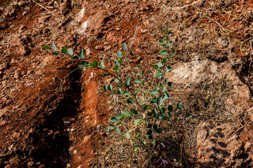 A plant with leaves similar to eucalyptus. A branch with round leaves.