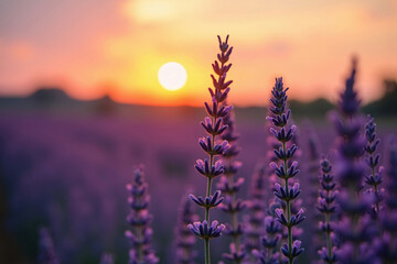 Fototapeta premium Scenic Sunset Over Lavender Field – Lilac Violet Flowers in Summer Provence