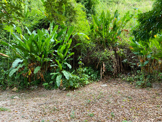 Obraz premium Green tropical plants in a garden