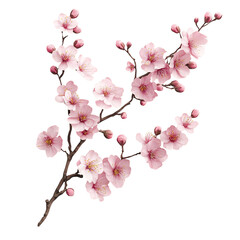 A 3D Cherry Blossom Branch with Delicate Pink Flowers Isolated on Transparent Background
