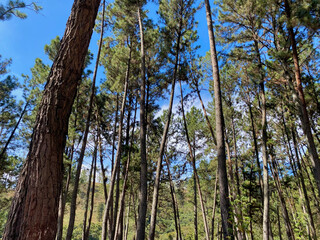 Tall green trees in the forest