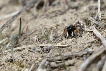 Jumping spider from the family Asianellus festivus