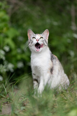 A tricolor cat licks its face with its mouth wide open
