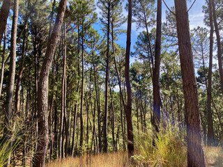 Pattern of pine trees in a forest