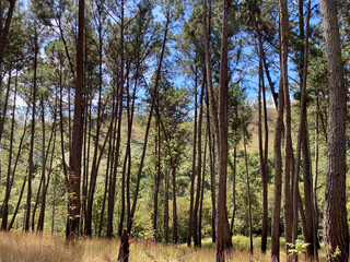Pattern of pine trees in a forest