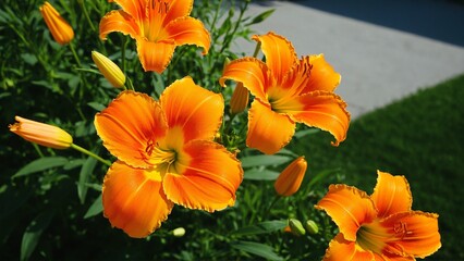 Vivid Orange Daylilies Bask in Summer Sunlight: Capturing the Beauty of Blooming Flowers in a Garden Setting.