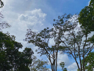 Tall green trees against the sky