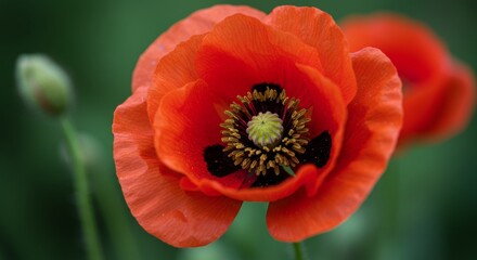 Fototapeta premium A vibrant close-up of a red poppy flower in full bloom.